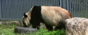神戸市立王子動物園のパンダ