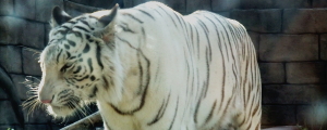 東武動物公園のホワイトタイガー