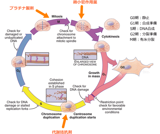 細胞周期と薬物療法（肺がん）